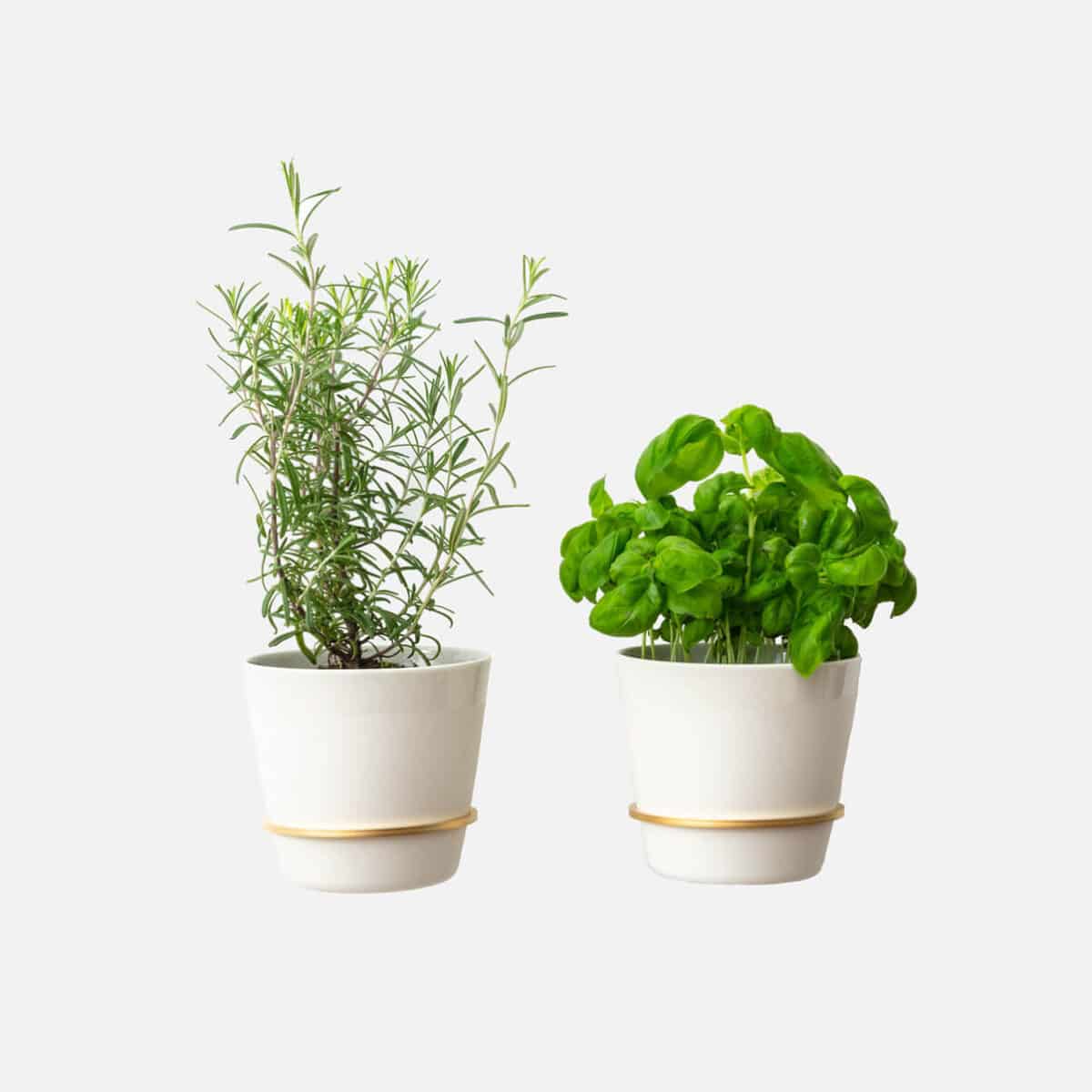 Wandhalterung für Pflanzen - Planty Ring